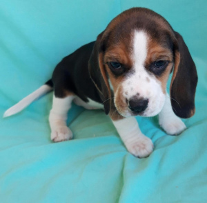 Additional photos: Beagle puppies for sale girls and boys from titled parents vaccinated
