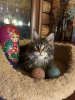 Additional photos: Berlioz and the company of Maine Coon kittens