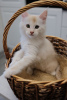 Photo №2 to announcement № 72217 for the sale of maine coon - buy in Russian Federation from nursery