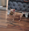 Photo №1. chihuahua - for sale in the city of Aalen | 1691$ | Announcement № 61703