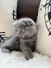 Photo №1. scottish fold - for sale in the city of Wiesbaden | 370$ | Announcement № 113154