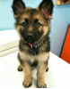 Photo №1. german shepherd - for sale in the city of Berlin | 300$ | Announcement № 70917