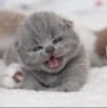 Photo №2 to announcement № 101718 for the sale of british shorthair - buy in Germany breeder