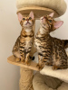 Photo №2 to announcement № 58053 for the sale of bengal cat - buy in France breeder