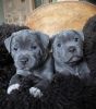 Photo №2 to announcement № 84713 for the sale of staffordshire bull terrier - buy in United Kingdom private announcement