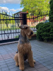 Additional photos: Airedale Terrier ZkwP/FCI puppy - female and male