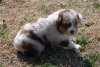 Photo №4. I will sell australian shepherd in the city of Virginia Beach.  - price - negotiated