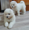 Photo №1. samoyed dog - for sale in the city of Vienna | negotiated | Announcement № 124798