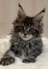 Additional photos: Maine Coon kittens for sale
