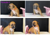 Photo №4. I will sell american staffordshire terrier in the city of Minsk. from nursery - price - 500$