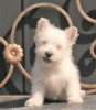 Photo №3. west highland white terrier puppy female. Russian Federation