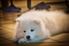 Photo №1. samoyed dog - for sale in the city of Фридрихсхафен | negotiated | Announcement № 91608