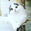 Photo №1. scottish fold - for sale in the city of Rostov-on-Don | negotiated | Announcement № 7814