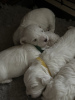 Additional photos: KC Registered Pedigree Maltese Puppys