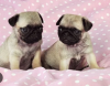 Photo №1. pug - for sale in the city of Stockholm | negotiated | Announcement № 113231