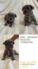 Photo №1. french bulldog - for sale in the city of Chekhov | 1302$ | Announcement № 75368