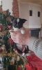 Photo №2 to announcement № 8177 for the sale of chihuahua - buy in Ukraine breeder