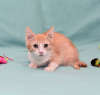 Additional photos: Kitten Zlata - red baby sunshine is looking for a home!