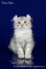 Photo №4. I will sell american curl in the city of St. Petersburg. breeder - price - negotiated