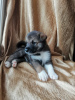Photo №1. non-pedigree dogs - for sale in the city of Nizhny Novgorod | Is free | Announcement № 7705