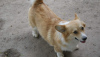 Photo №2 to announcement № 56598 for the sale of welsh corgi - buy in Serbia breeder