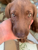 Additional photos: Labrador puppy searches home