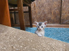 Photo №2 to announcement № 106839 for the sale of abyssinian cat - buy in Russian Federation from nursery