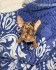 Photo №3. CHIHUAHUA PUPPIES. United States