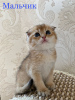 Photo №4. I will sell chinchilla cat in the city of Истра. private announcement - price - negotiated