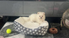 Photo №4. I will sell pomeranian in the city of Kazan.  - price - 7$