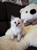 Photo №1. ragdoll - for sale in the city of Бертранж | 317$ | Announcement № 45556