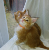 Photo №2 to announcement № 118129 for the sale of maine coon - buy in Germany private announcement, breeder