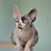 Photo №1. devon rex - for sale in the city of Paris | negotiated | Announcement № 85898