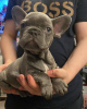 Additional photos: French bulldog Puppies. they are 12 weeks old,