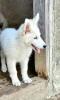 Photo №3. Long-haired Swiss Shepherd male puppies. Serbia