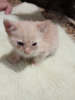 Photo №1. persian cat - for sale in the city of Odessa | Is free | Announcement № 51136