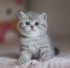 Photo №3. Blue golden tabby. Turkey