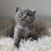 Photo №1. british shorthair - for sale in the city of New York | 300$ | Announcement № 43853