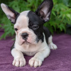 Photo №3. Adorable Boston Terrier Puppies for free adoption. Germany