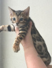 Photo №4. I will sell bengal cat in the city of Харлем. private announcement, breeder - price - 370$