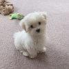 Additional photos: Maltese baby