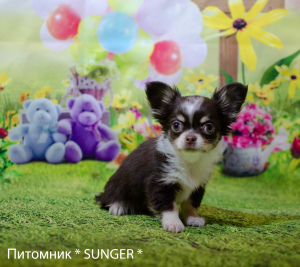 Photo №2 to announcement № 6055 for the sale of chihuahua - buy in Ukraine from nursery