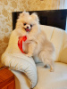 Photo №3. Pomeranian puppy for sale. Belarus