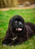 Photo №4. I will sell newfoundland dog in the city of Widawa. private announcement, breeder - price - negotiated