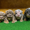 Photo №1. english bulldog - for sale in the city of Helsinki | Is free | Announcement № 83868
