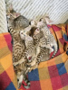 Photo №2 to announcement № 11672 for the sale of savannah cat - buy in United States breeder
