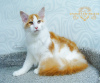 Photo №3. Maine Coon kitten Caramel. Russian Federation