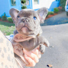 Photo №3. French bulldog. Australia