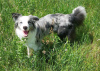 Additional photos: Border Collie / Blue merle / Show type / male / FCI / ZKwP