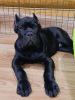 Photo №2 to announcement № 98502 for the sale of non-pedigree dogs - buy in Russian Federation breeder